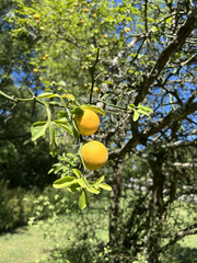 Citrus trifoliata