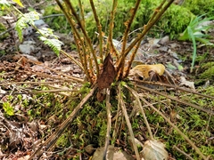 Dryopteris campyloptera