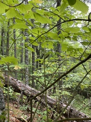 Cornus alternifolia