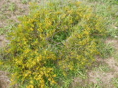 Acacia ligulata