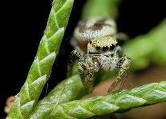 Pelegrina pervaga