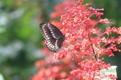 Papilio dravidarum