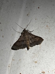 Bleptina caradrinalis