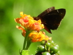 Erynnis zarucco
