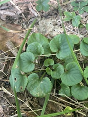 Viola appalachiensis