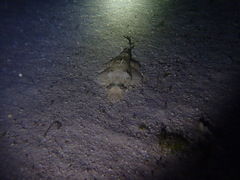 Platycephalidae