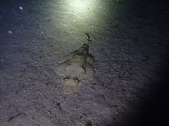 Platycephalidae