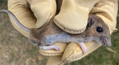 Peromyscus leucopus