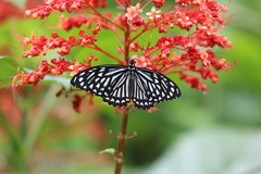 Papilio clytia