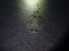 Platycephalidae