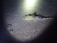 Platycephalidae