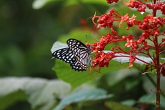 Papilio clytia
