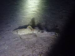 Platycephalidae