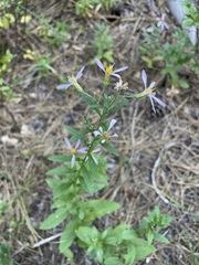 Eucephalus engelmannii