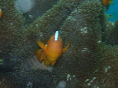Amphiprion sandaracinos