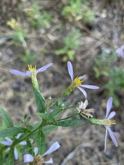 Eucephalus engelmannii