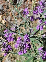 Linaria purpurea