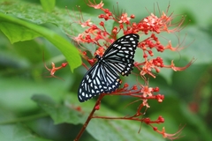 Papilio clytia
