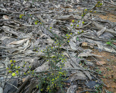Acacia aculeatissima