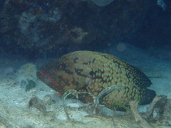Cephalopholis cyanostigma