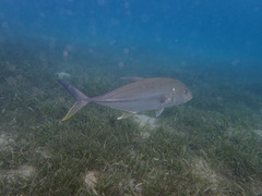 Caranx papuensis