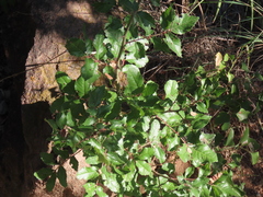Zanthoxylum hirsutum