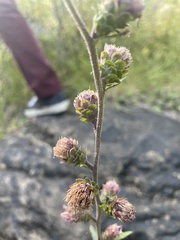 Liatris scariosa