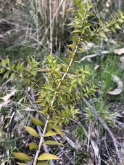 Melaleuca styphelioides