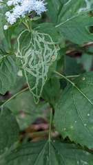 Liriomyza eupatoriella