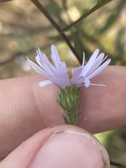 Symphyotrichum laeve concinnum