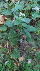 Liriomyza eupatoriella