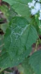 Liriomyza eupatoriella