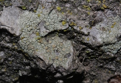 Lecanora confusa