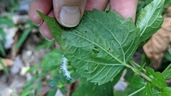 Liriomyza eupatoriella
