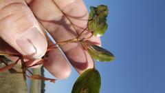 Potamogeton gramineus