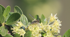 Allograpta hortensis