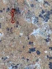 Pogonomyrmex