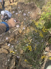 Symphyotrichum laeve concinnum