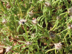 Portulaca pilosa