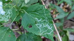 Liriomyza eupatoriella