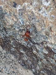 Pogonomyrmex