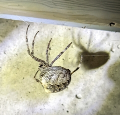 Araneus saevus