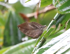 Kallima horsfieldii
