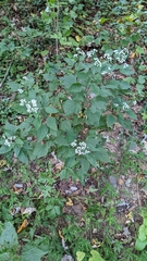 Liriomyza eupatoriella