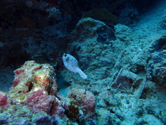 Arothron nigropunctatus