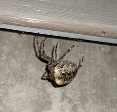 Araneus saevus