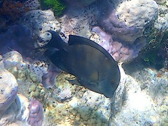 Ctenochaetus striatus