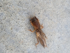 Neocurtilla hexadactyla