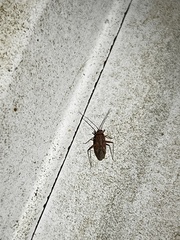 Ozophora picturata