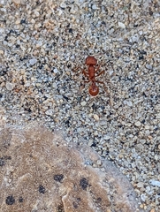 Pogonomyrmex